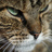 Catie911's profile image