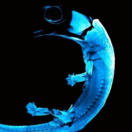 +Vertebrate embryology and anatomy
+Evolutionary mechanisms and stories
+Developmental evolutionary biology
+Developmental Biology
🐸🐢🐊🐍🐦🐧
🇨🇱