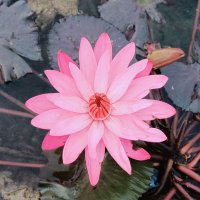 Ashwin Dave (@ashwin1233) 's Twitter Profile