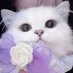 — ɪꜰᴇᴇ ₍˄·͈༝·͈˄₎◞ 🔮 (@ifee_ace) Twitter profile photo — ɪꜰᴇᴇ ₍˄·͈༝·͈˄₎◞ 🔮 (@ifee_ace) Twitter profile photo