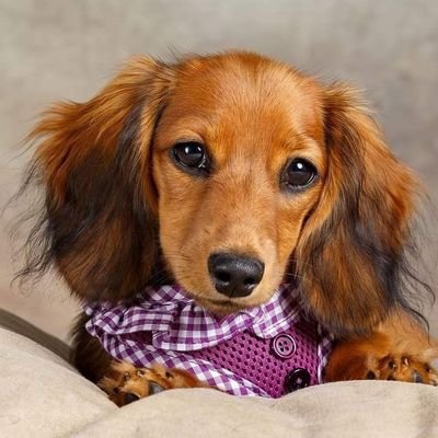 welcome to our #dachshund lover page 🥰.This page is dedicated to all #dachshund lover & owners🥰