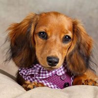 Dachshund_Lover(@Dachshund_66) 's Twitter Profile Photo