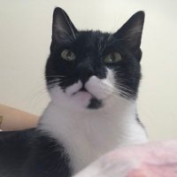 manyakkedyy (@manyakkedyy) 's Twitter Profile Photo