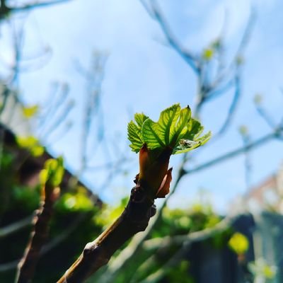 Take a lesson from the fig tree. From the moment you notice its buds form, the merest hint of green, you know summer’s just around the corner. Matt 24:32-35