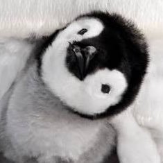 🔪ブルータル・ペンギン🐧さんのプロフィール画像