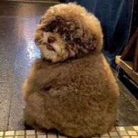 Maureen🐶🏃♀️🏊♀️🌞 KPSS (@maureensaysno) 's Twitter Profile Photo Maureen🐶🏃♀️🏊♀️🌞 KPSS (@maureensaysno) 's Twitter Profile Photo