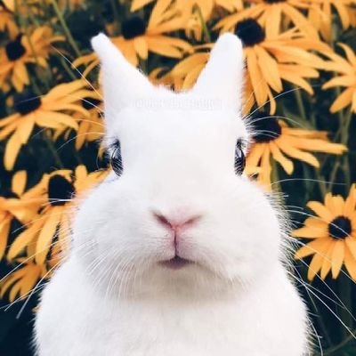 NSchtei64401's profile picture. 