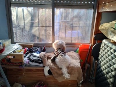 nancyGo93425237's profile picture. Me encantan los animales 😍