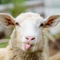UnbiasedSheep (@unbiasedsheep) 's Twitter Profile