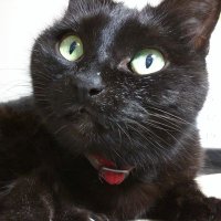 たぁz (@tarz_1) 's Twitter Profile