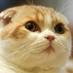 Waffles the Cat (@wafflescat) Twitter profile photo Waffles the Cat (@wafflescat) Twitter profile photo