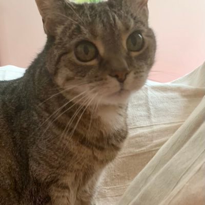 RIP Misty😿hooman mum and servant here.Began tweeting 2020.I only respond to DMs from accounts I know well. Lovely Misty went OTRB🌈suddenly on 10/1/24 age 17😿