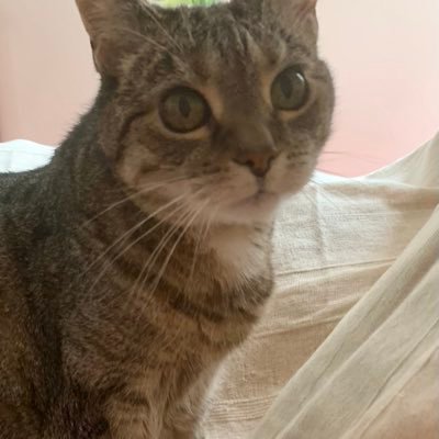 RIP Misty😿hooman mum and servant here.Lovely Misty went OTRB🌈suddenly on 10/1/24 age 17😿💔 Toby(11) and JoJo(10) adopted 25January2024.
