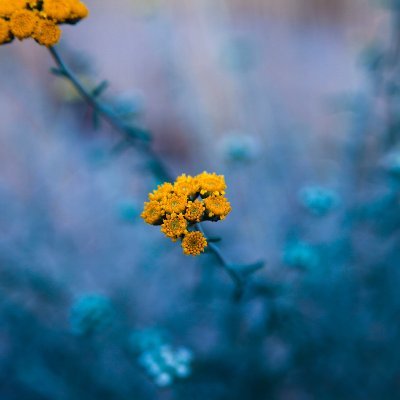 AmitPhogat1289's profile picture. Wondering in Nature