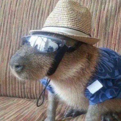 corporate capybara