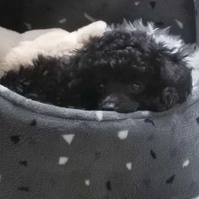 olivham2009's profile picture. 