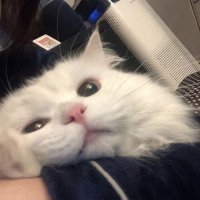 白夜 (@baiye1121) 's Twitter Profile