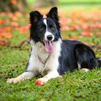 I am Border collie, Everyone love me,,because i am very cute🥰🥰