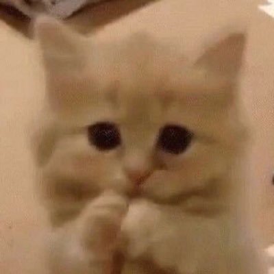 Srtarantes's profile picture. meu pronome é clube atlético mineiro  meu gênero é galo  eu sou atlético  tipo sanguíneo galão da massa  sobre nome galo doido