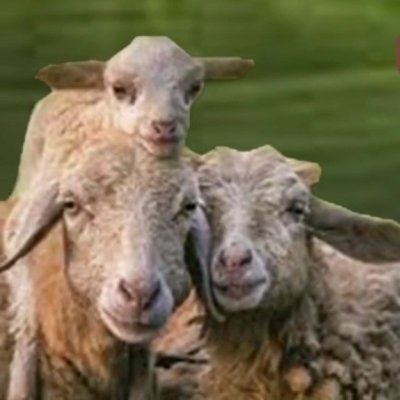 FeedMySheepHope's profile picture. Created to offer charitable humanitarian relief
