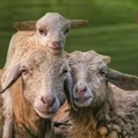 FeedMySheepToday(@FeedMySheepHope) 's Twitter Profile Photo