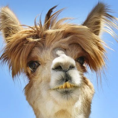 sbatlk's profile picture. would rather be slightly to the right than left