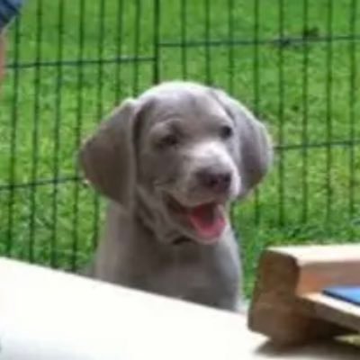 A weimaraner trapped in a nerd’s body who likes 🌱 buĐgets 🧾😶‍🌫️ 𝐂𝐥𝐢𝐜𝐤 𝐦𝐲 “𝐇𝐢𝐠𝐡𝐥𝐢𝐠𝐡𝐭s” 𝐬𝐞𝐜𝐭𝐢𝐨𝐧 𝐟𝐨𝐫 𝒐𝒍𝒅𝒆𝒓 𝒄𝒐𝒏𝒕𝒆𝒏𝒕.