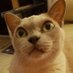 MillyCat 🌈 and RovyCat 🇦🇺 (@millyfromoz) Twitter profile photo MillyCat 🌈 and RovyCat 🇦🇺 (@millyfromoz) Twitter profile photo