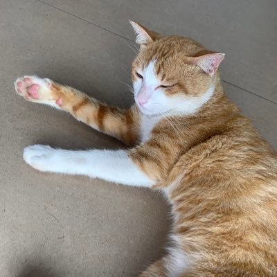 skoline_the_Kat's profile picture. considering what to write for my bio