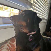 Scarlette the Rottie(@ScarletteRottie) 's Twitter Profileg