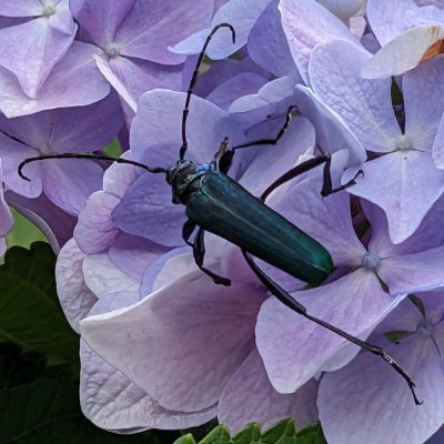 momotaro5432's profile picture. 