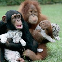 Gorella🇵🇸×🇮🇱×🇺🇦×🇷🇺 🇹🇹 (@randoladybitch) 's Twitter Profile