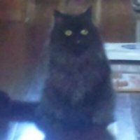 ☆☆ちょろ☆☆🦩 (@fta_choro) 's Twitter Profile Photo ☆☆ちょろ☆☆🦩 (@fta_choro) 's Twitter Profile Photo