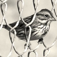 The Sparrow Project(@sparrowmedia) 's Twitter Profileg