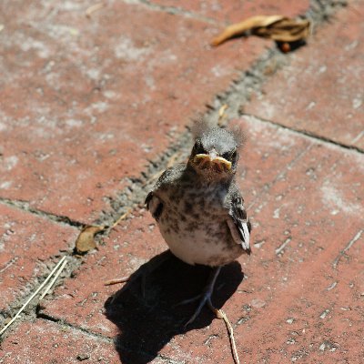 DennisS28196098's profile picture. Like to travel to interesting Historical locations. Opportunity to meet people with different backgrounds. I like photography as  a hobby and to read.