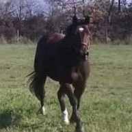 LBFarm: small retirement home for hard working horses. Retired to announcing horse/livestock shows, enjoying family, animals,  & friends  #StandwithUkraine