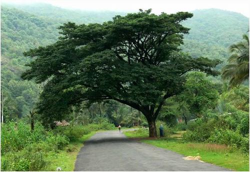 thshafi's profile picture. A blog about the travel destinations in Kerala.