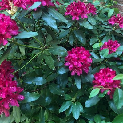 fangfangonly's profile picture. 