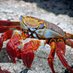 🦀 Crab Of The Day 🦀 (@crabday) Twitter profile photo 🦀 Crab Of The Day 🦀 (@crabday) Twitter profile photo