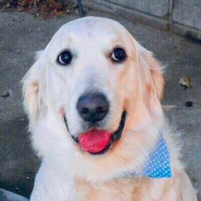 退職後再就職した理系、技術系主夫& 🐶😺大好きジジイ。アメゴルレオ、キャンディー、英ゴルメアリー、ボーダーシェリーの4匹を虹組🌈へ送りました。現在メアリーの子13歳のハッピーと20250717に来たアンディを溺愛‼️ 現在パンとスイーツ作りにハマってます🥰 政治経済を勉強中、日本人ファーストに賛成‼️