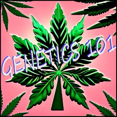 Small scale Autoflower and Photoperiod breeder based in the USA.
*All our 🫘 contain 0% THC, intended solely as collectible novelty souvenirs *21+ to follow*