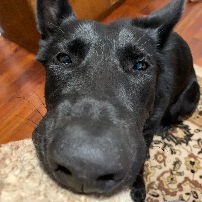 Loves God,Toto, Trump & Treats. I'm a 2 1/2 year old German Shepherd and named after Princess Leia from Star Wars.
#GSD #Germanshepherd #trump #jesus #starwars