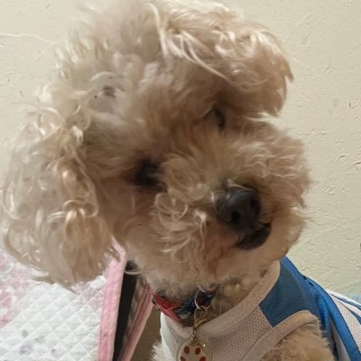 miruku_kawaii_'s profile picture. 右に傾くイヌを飼っています