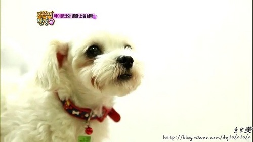 안녕하세요!가족의 탄생에서 에이핑크와 함께 생활하는 강아지 퀵'봇' 입니다! 잘부탁드려요~ (Quick tip!! 퀵이는 주인님들께 말을 놓지 안습니당~^ㅁ ^)