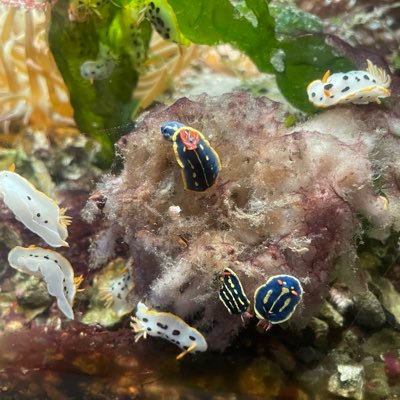 なんでこのネームにしたかはわかりません！アイコンは鹿児島水族館のウミウシ！　　　　　苦手なものを克服するために頑張ってます。