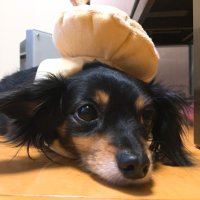 ぽんちゃん (@_pon61__) 's Twitter Profile