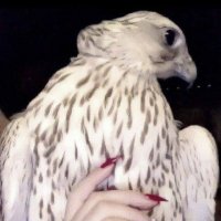 المَطيري🤍. (@hsd2305) 's Twitter Profile