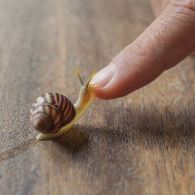 SnailTrail Tales
Hello! I am a snail enthusiast and I keep. Follow for pics, vids and informational posts!
#snail #pet #animal #cute #lego #relaxing