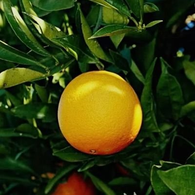 موظف حكومي لدى وزارة الصحة العراقية