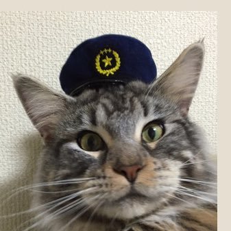 2015年4月22日生まれの(メインクーン♂シルバータビー&ホワイト)🐱薫風のおかぁーたん♪ ※写真の無断転載は禁止※不審だと思われるアカウントは🚨🚓🚨👮通報します‼️ (🎦チャンネル登録しません。) #メインクーン 8964